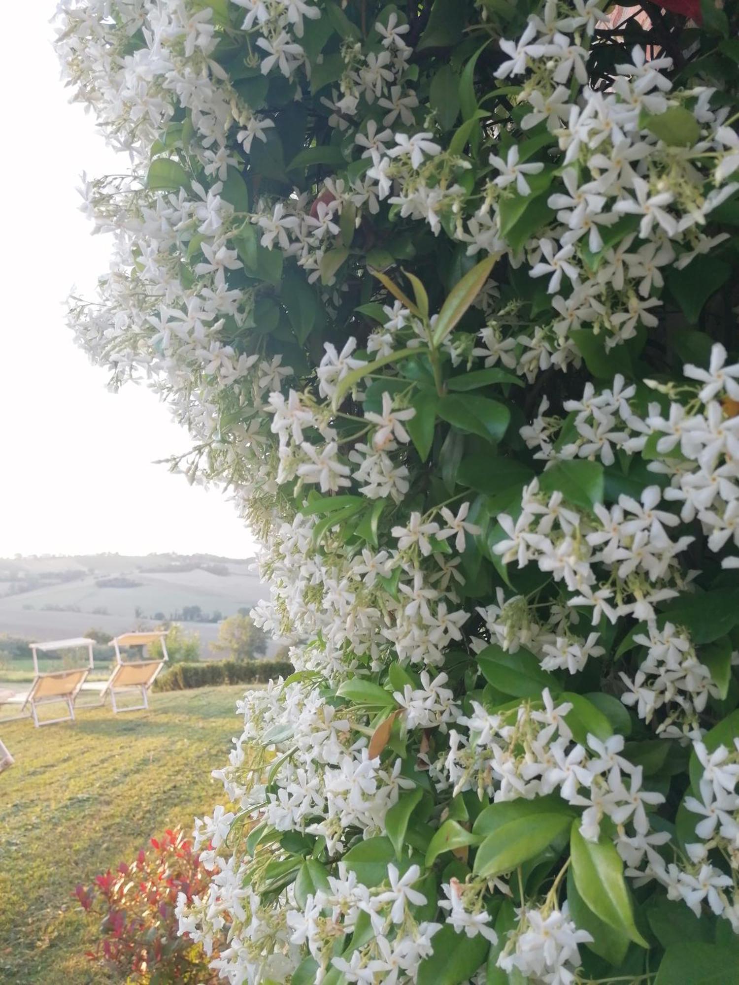 Il Giardino Nella Valle Belvedere Ostrense Eksteriør billede