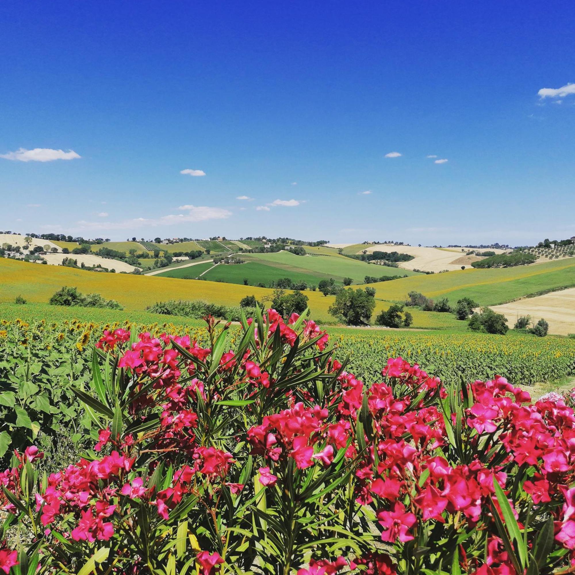 Il Giardino Nella Valle Belvedere Ostrense Eksteriør billede